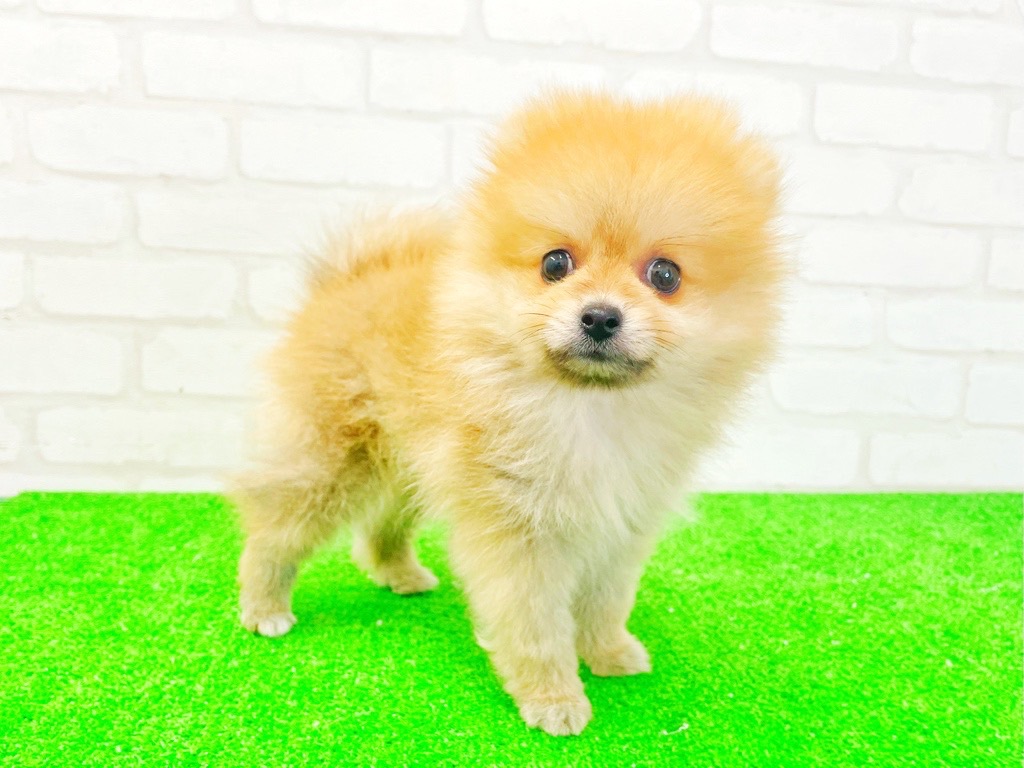東京都のポメラニアン (かねだい立川店/2025年3月29日生まれ/男の子/オレンジ)の子犬