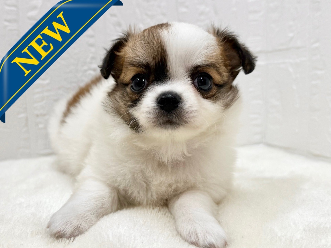 東京都のチワワ(ロング) (かねだい青梅店/2025年4月21日生まれ/男の子/ホワイトレッド)の子犬