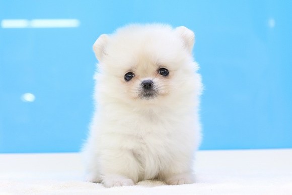 埼玉県のポメラニアン (かねだい草加店/2025年4月22日生まれ/女の子/クリーム)の子犬