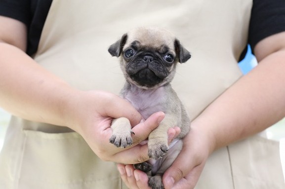 埼玉県のパグ (かねだい草加店/2025年4月22日生まれ/男の子/フォーン)の子犬