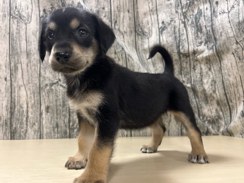 埼玉県のハーフ犬・ミックス犬 (かねだいアクアパーク店/2025年4月21日生まれ/女の子/ブラックタン)の子犬