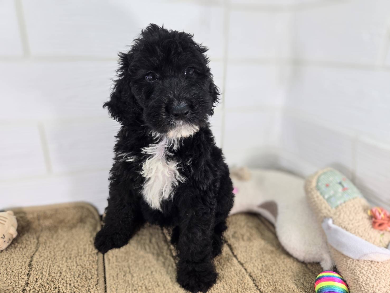 千葉県のハーフ犬・ミックス犬 (かねだいペットトライアル勝浦/2025年4月17日生まれ/男の子/ブラック)の子犬