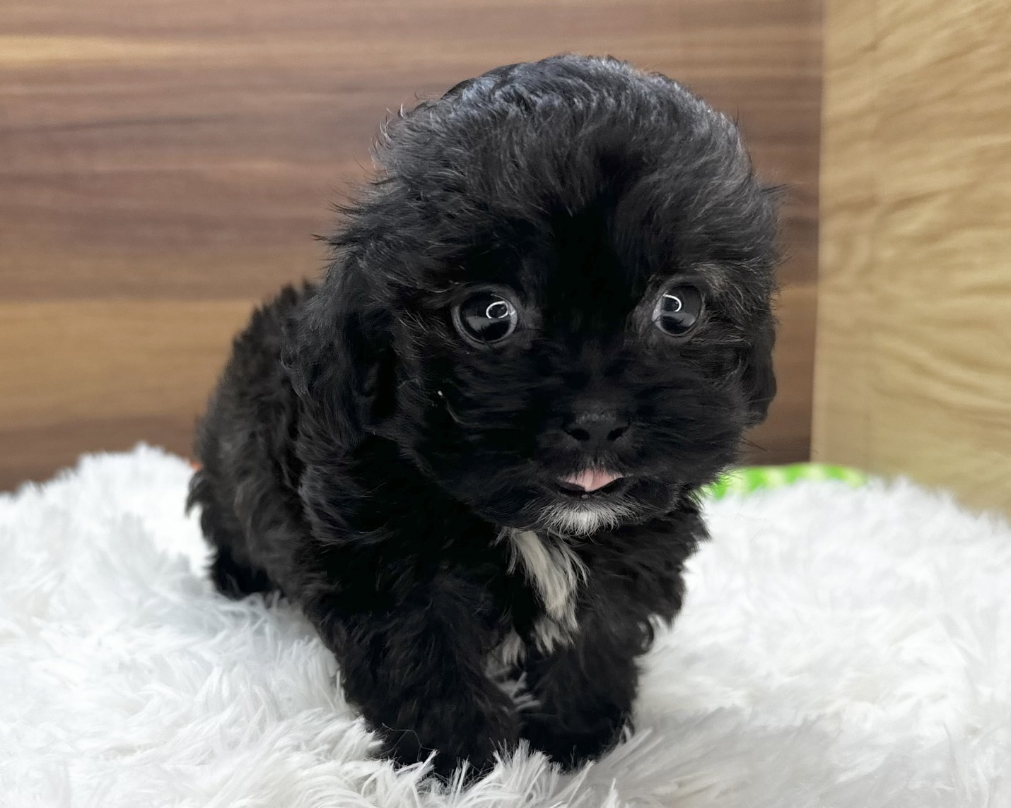 群馬県のハーフ犬・ミックス犬 (かねだいペットトライアル桐生/2025年4月20日生まれ/男の子/ブラウン)の子犬