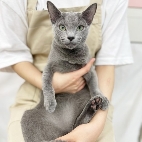 千葉県のロシアンブルー (かねだい四街道店/2024年11月8日生まれ/女の子/ブルー)の子猫