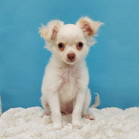 千葉県のチワワ(ロング) (かねだい四街道店/2025年3月3日生まれ/男の子/ホワイト)の子犬