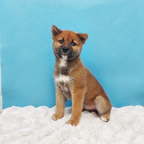 千葉県の柴犬(標準サイズ) (かねだい四街道店/2025年4月5日生まれ/男の子/赤)の子犬