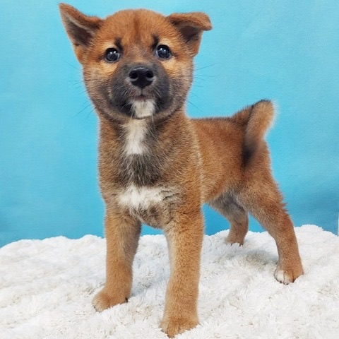 千葉県の柴犬(標準サイズ) (かねだい四街道店/2025年4月5日生まれ/男の子/赤)の子犬の2枚目の画像