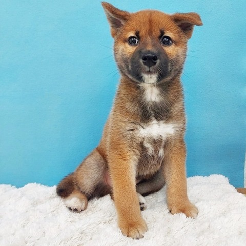 千葉県の柴犬(標準サイズ) (かねだい四街道店/2025年4月5日生まれ/男の子/赤)の子犬の3枚目の画像