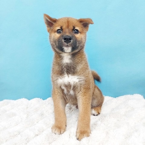千葉県の柴犬(標準サイズ) (かねだい四街道店/2025年4月5日生まれ/男の子/赤)の子犬の4枚目の画像