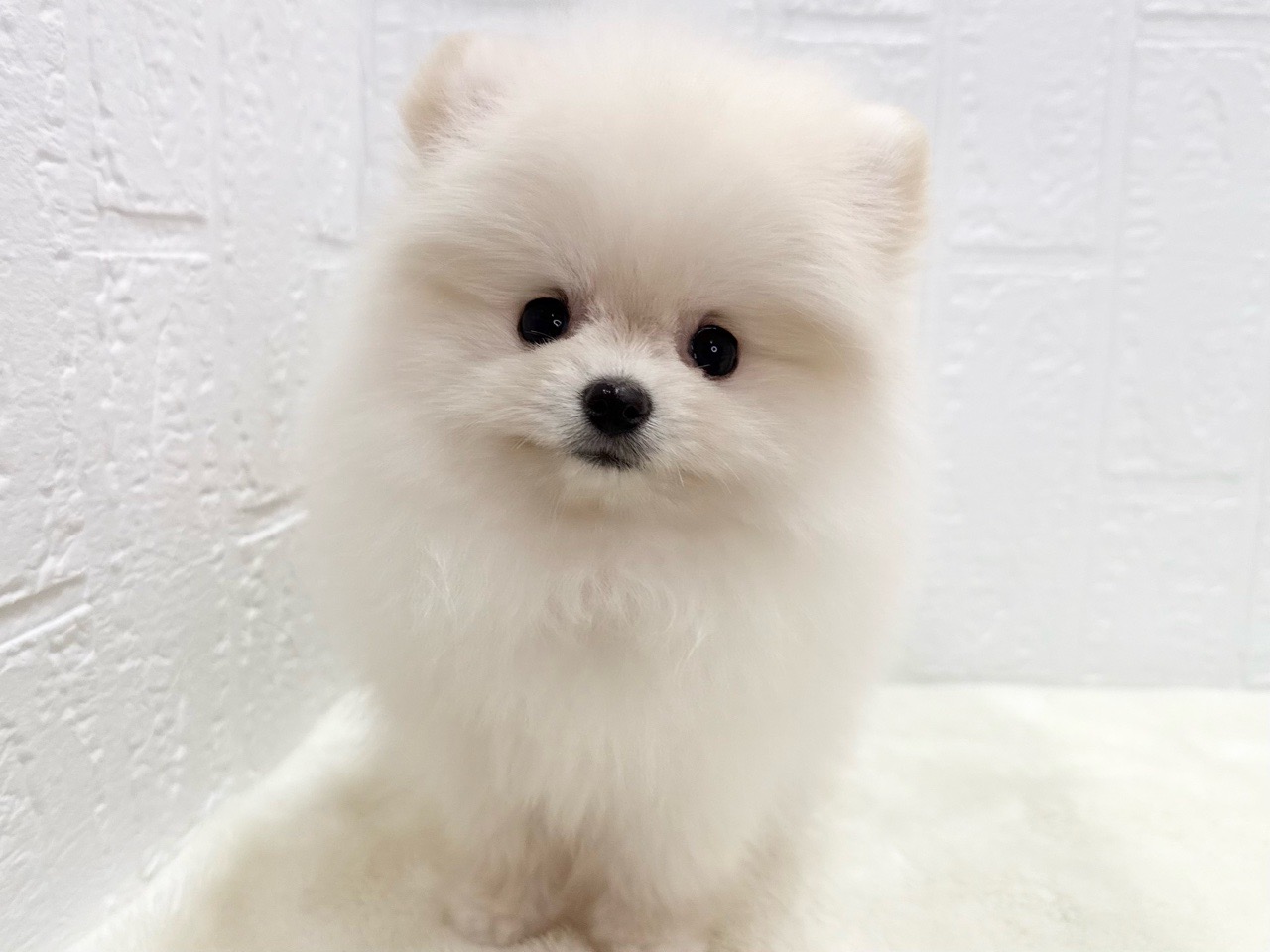 東京都のポメラニアン (かねだい青梅店/2025年4月7日生まれ/女の子/クリーム)の子犬