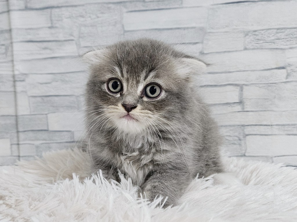 神奈川県のハーフ猫・ミックス猫 (かねだいペットトライアル相模原/2025年4月26日生まれ/男の子/ブルータビーホワイト)の子猫
