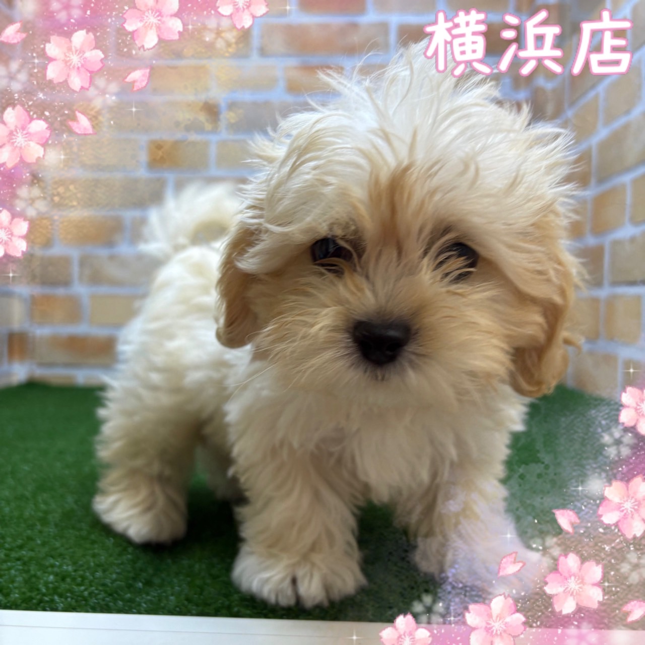 神奈川県のマルプー(マルチーズ×プードル) (かねだい横浜店/2025年3月11日生まれ/男の子/アプリコット)の子犬