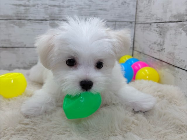 新潟県のマルチーズ (かねだいペットトライアル魚沼/2025年3月2日生まれ/男の子/ホワイト)の子犬