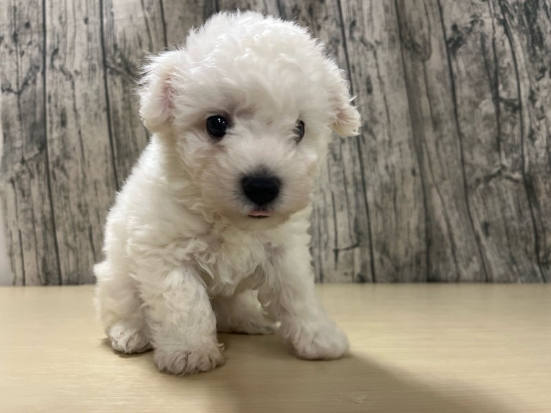 埼玉県のビションフリーゼ (かねだいアクアパーク店/2025年4月23日生まれ/男の子/ホワイト)の子犬