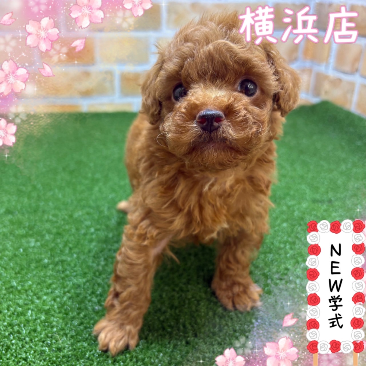 神奈川県のトイプードル(トイ) (かねだい横浜店/2025年4月19日生まれ/女の子/レッド)の子犬