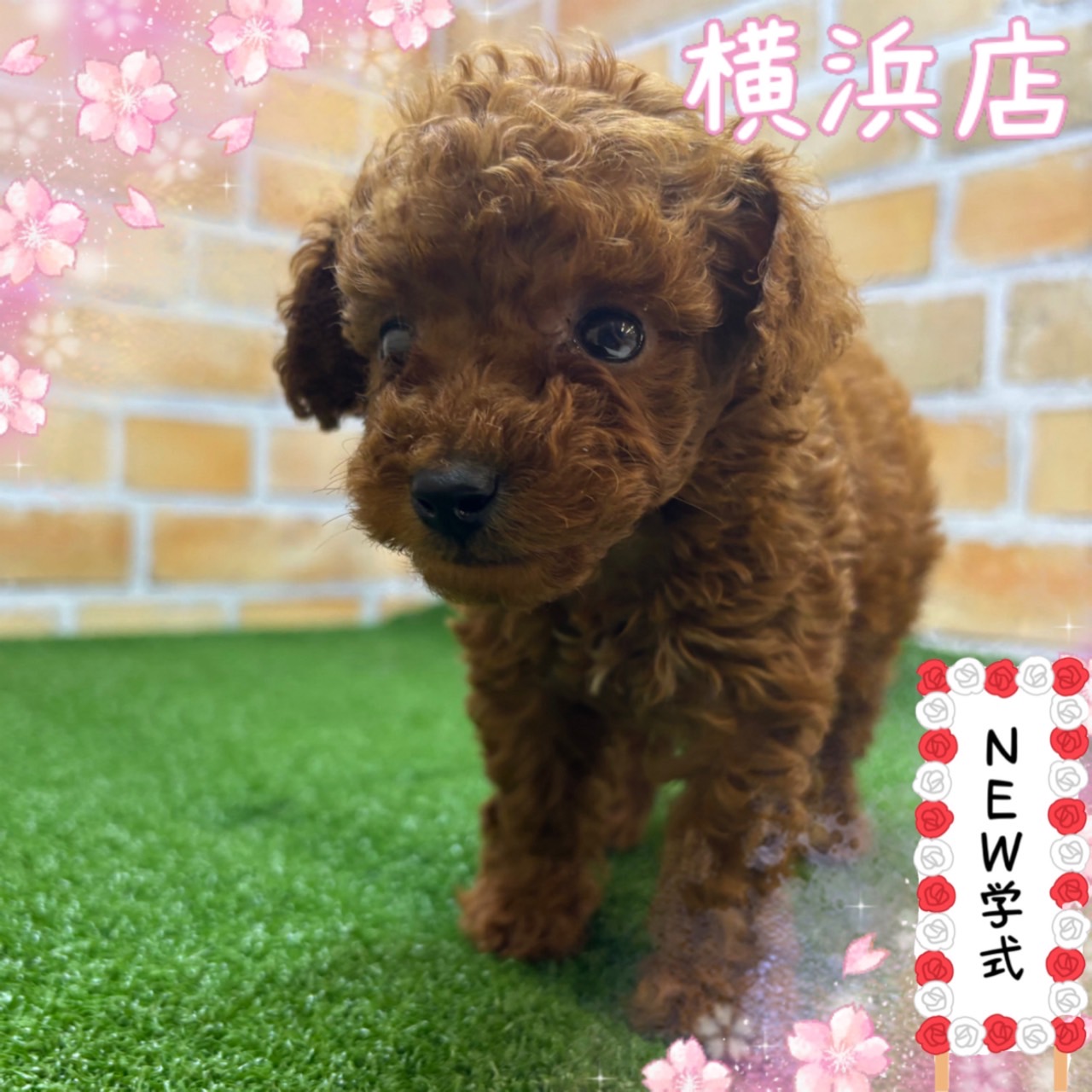 神奈川県のトイプードル(トイ) (かねだい横浜店/2025年4月19日生まれ/男の子/レッド)の子犬