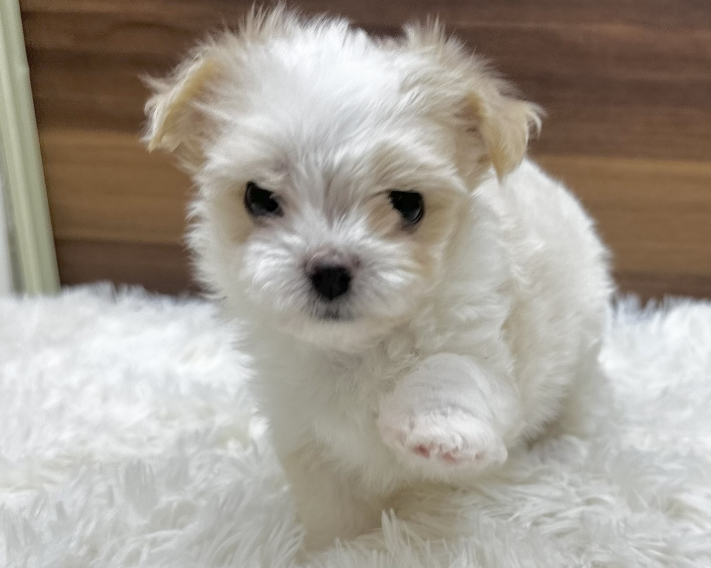 群馬県のハーフ犬・ミックス犬 (かねだいペットトライアル桐生/2025年4月15日生まれ/男の子/クリーム)の子犬
