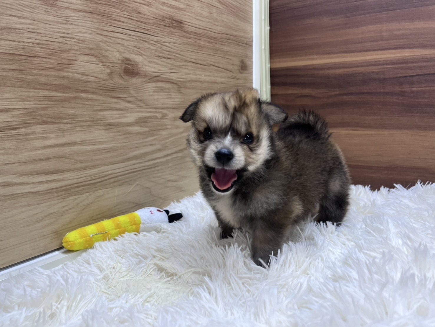 群馬県のハーフ犬・ミックス犬 (かねだいペットトライアル桐生/2025年4月22日生まれ/男の子/セーブルホワイト)の子犬