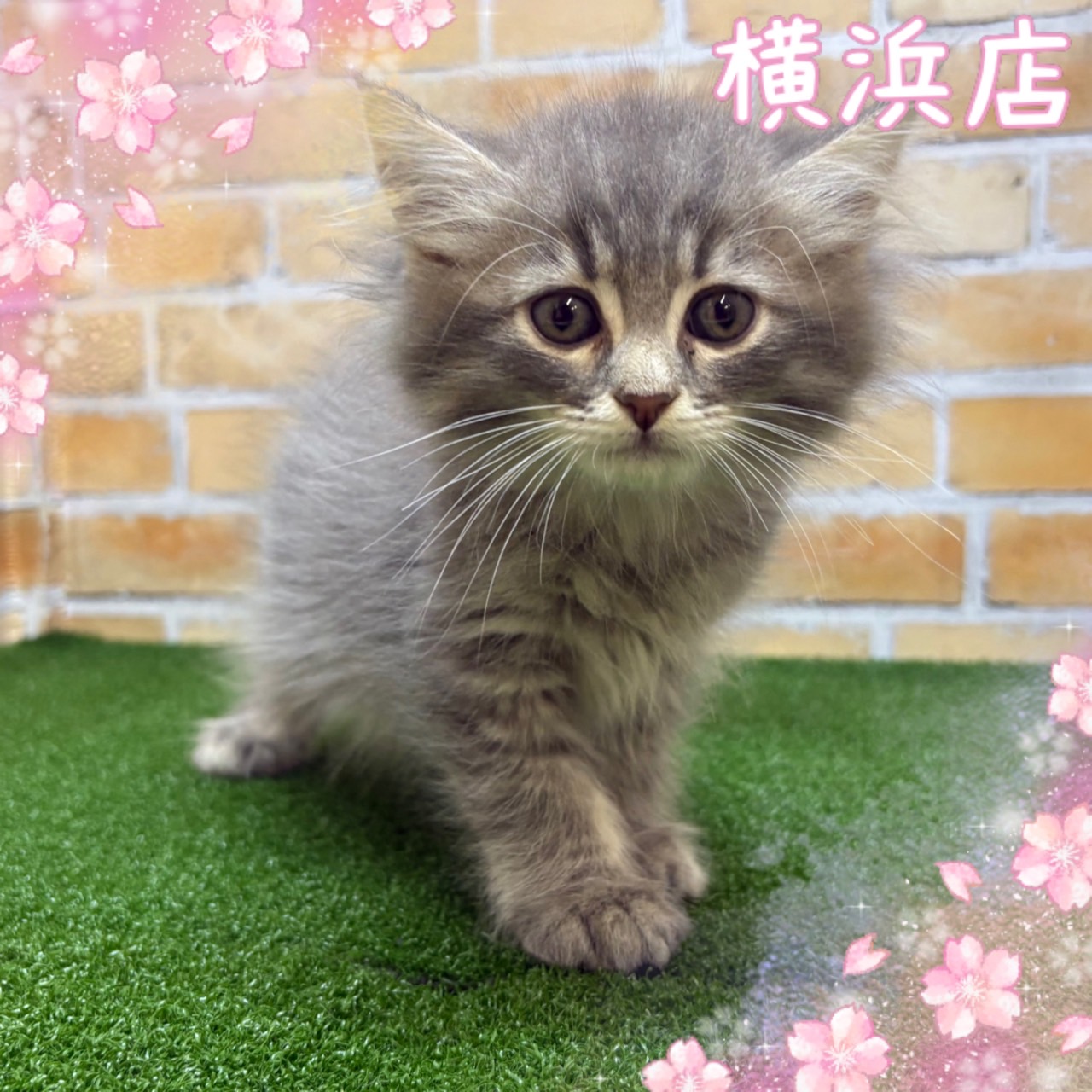 神奈川県のサイベリアン (かねだい横浜店/2025年4月6日生まれ/男の子/ブルータビー)の子猫