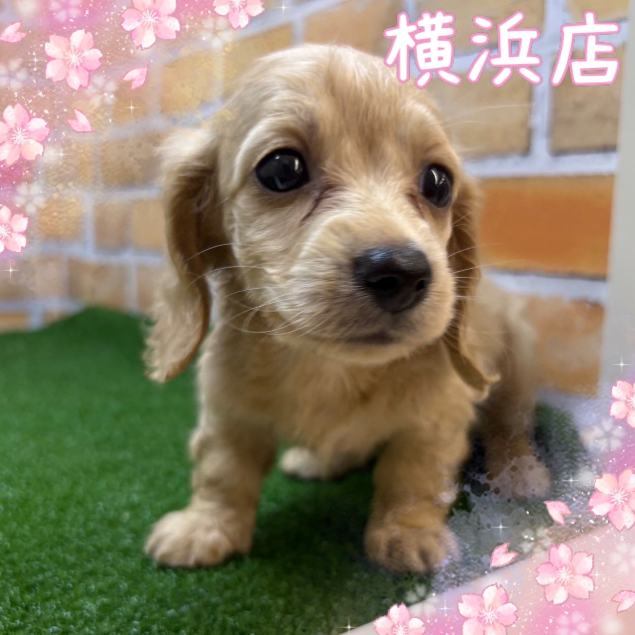 神奈川県のカニンヘンダックスフンド(ロング) (かねだい横浜店/2025年4月11日生まれ/女の子/イエロー)の子犬