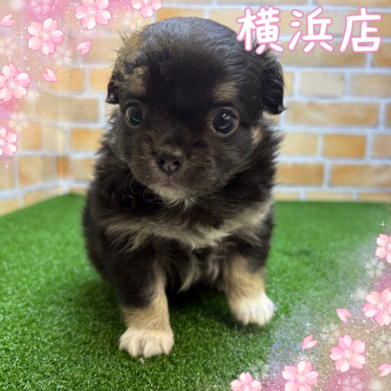 神奈川県のチワワ(ロング) (かねだい横浜店/2025年4月12日生まれ/男の子/ブラックタン)の子犬