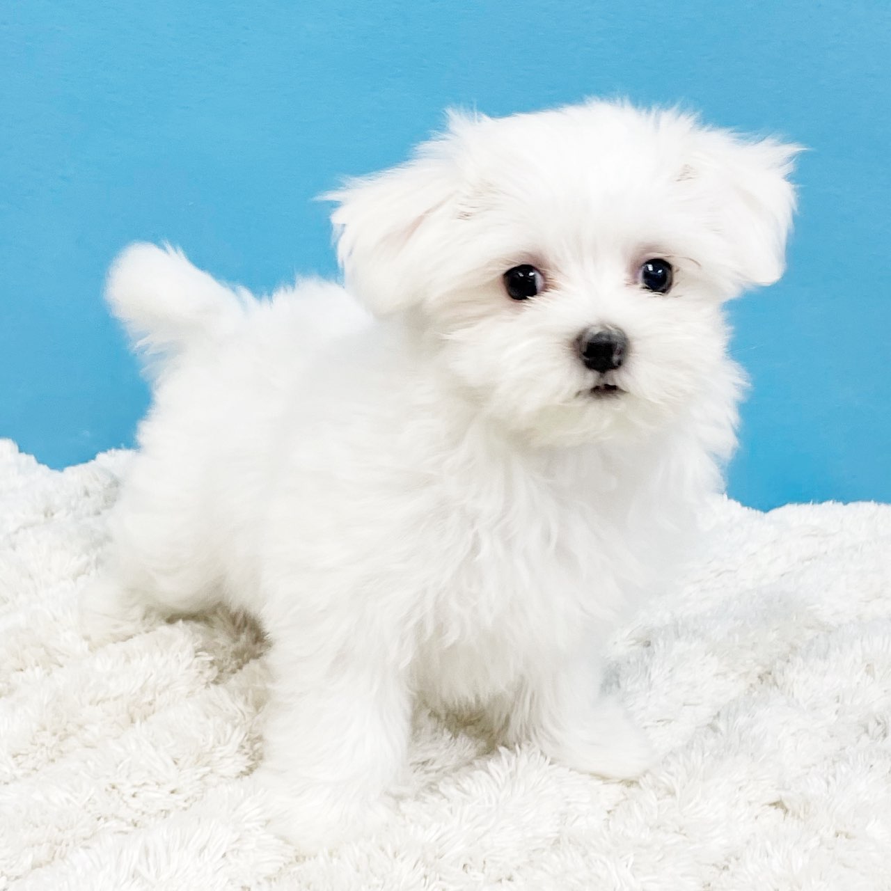 千葉県のマルチーズ (かねだい四街道店/2025年3月29日生まれ/女の子/ホワイト)の子犬