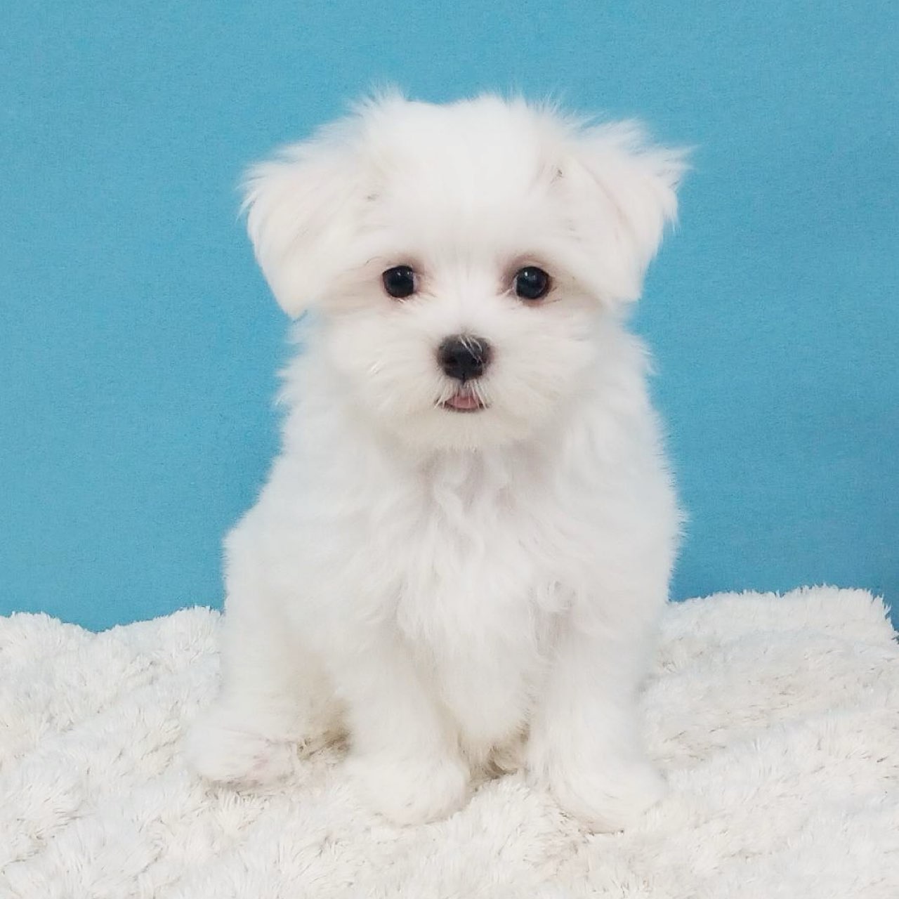 千葉県のマルチーズ (かねだい四街道店/2025年3月29日生まれ/女の子/ホワイト)の子犬の2枚目の画像