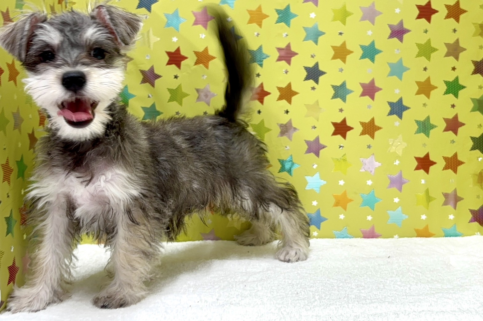 東京都のハーフ犬・ミックス犬 (かねだい足立店/2025年3月27日生まれ/男の子/ソルトペッパー)の子犬の3枚目の画像