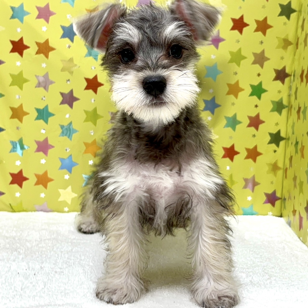 東京都のハーフ犬・ミックス犬 (かねだい足立店/2025年3月27日生まれ/男の子/ソルトペッパー)の子犬