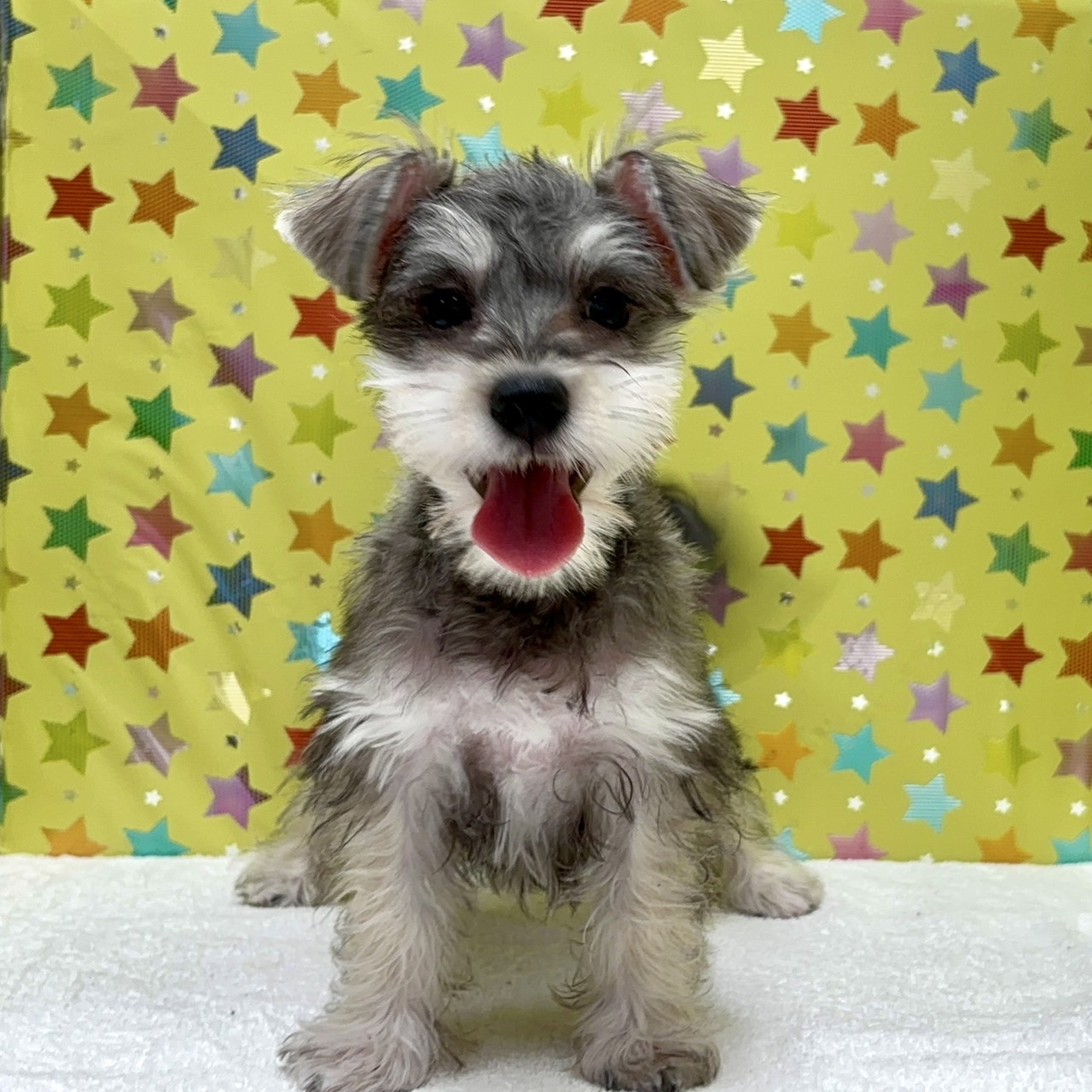 東京都のハーフ犬・ミックス犬 (かねだい足立店/2025年3月27日生まれ/男の子/ソルトペッパー)の子犬の1枚目の画像