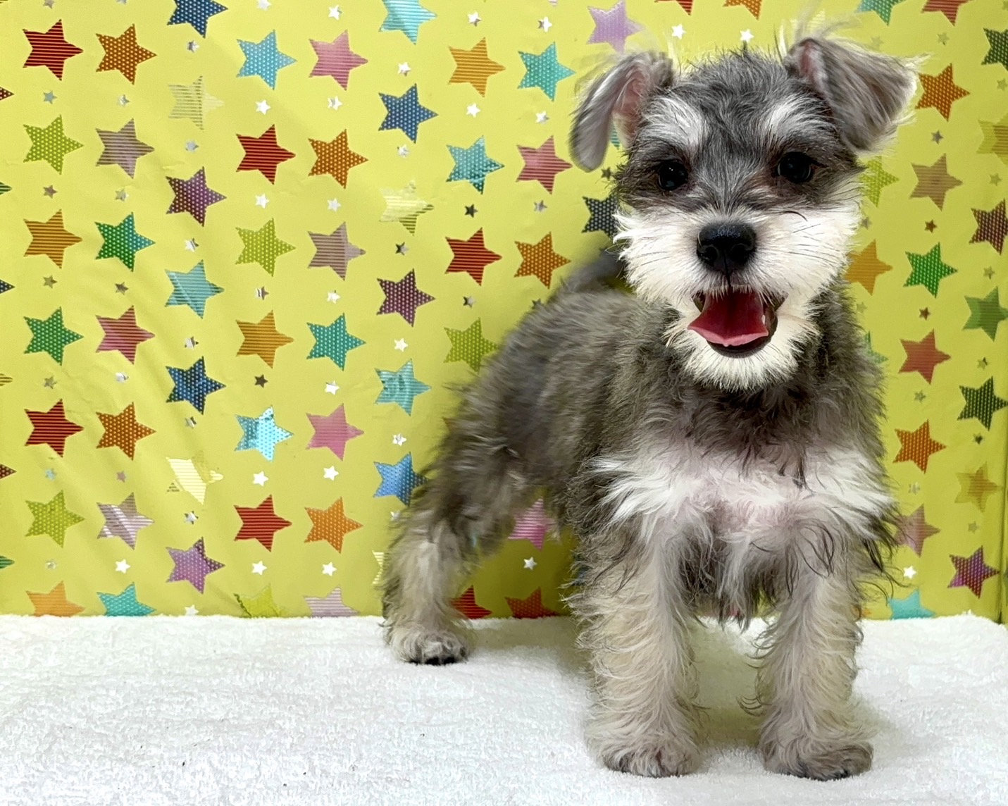 東京都のハーフ犬・ミックス犬 (かねだい足立店/2025年3月27日生まれ/男の子/ソルトペッパー)の子犬の4枚目の画像