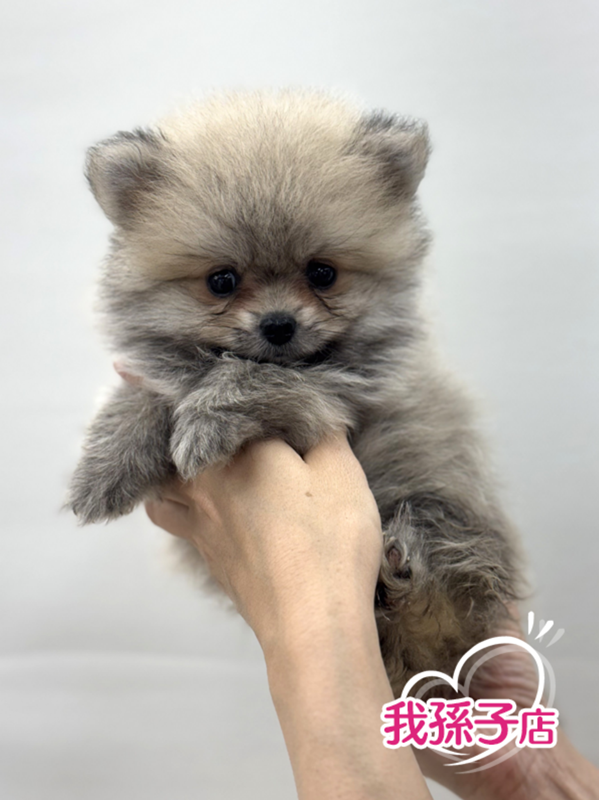 千葉県のポメラニアン (かねだい我孫子店/2025年4月15日生まれ/男の子/オレンジ)の子犬