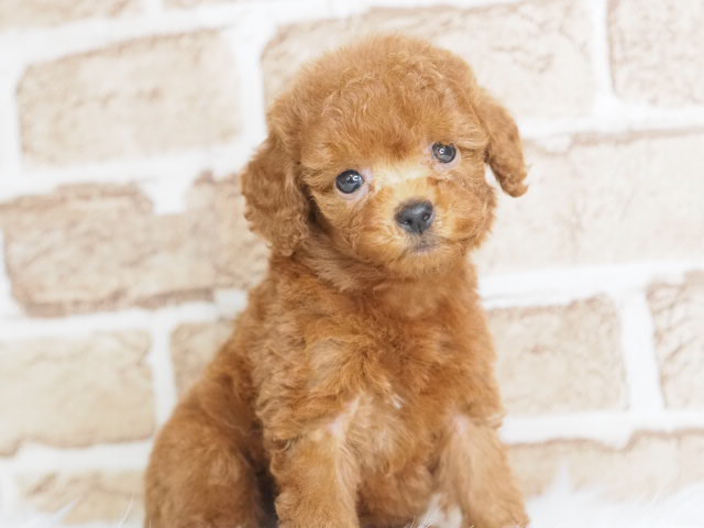 埼玉県のトイプードル(トイ) (かねだい戸田店/2025年4月22日生まれ/男の子/レッド)の子犬