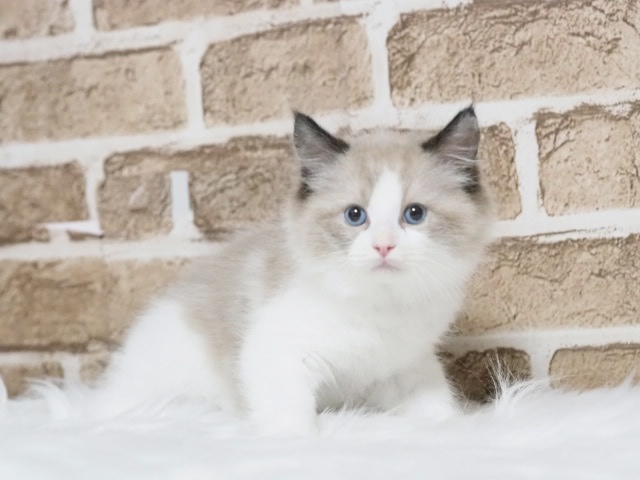 埼玉県のラグドール (かねだい戸田店/2025年4月24日生まれ/男の子/シールポイントバイカラー)の子猫