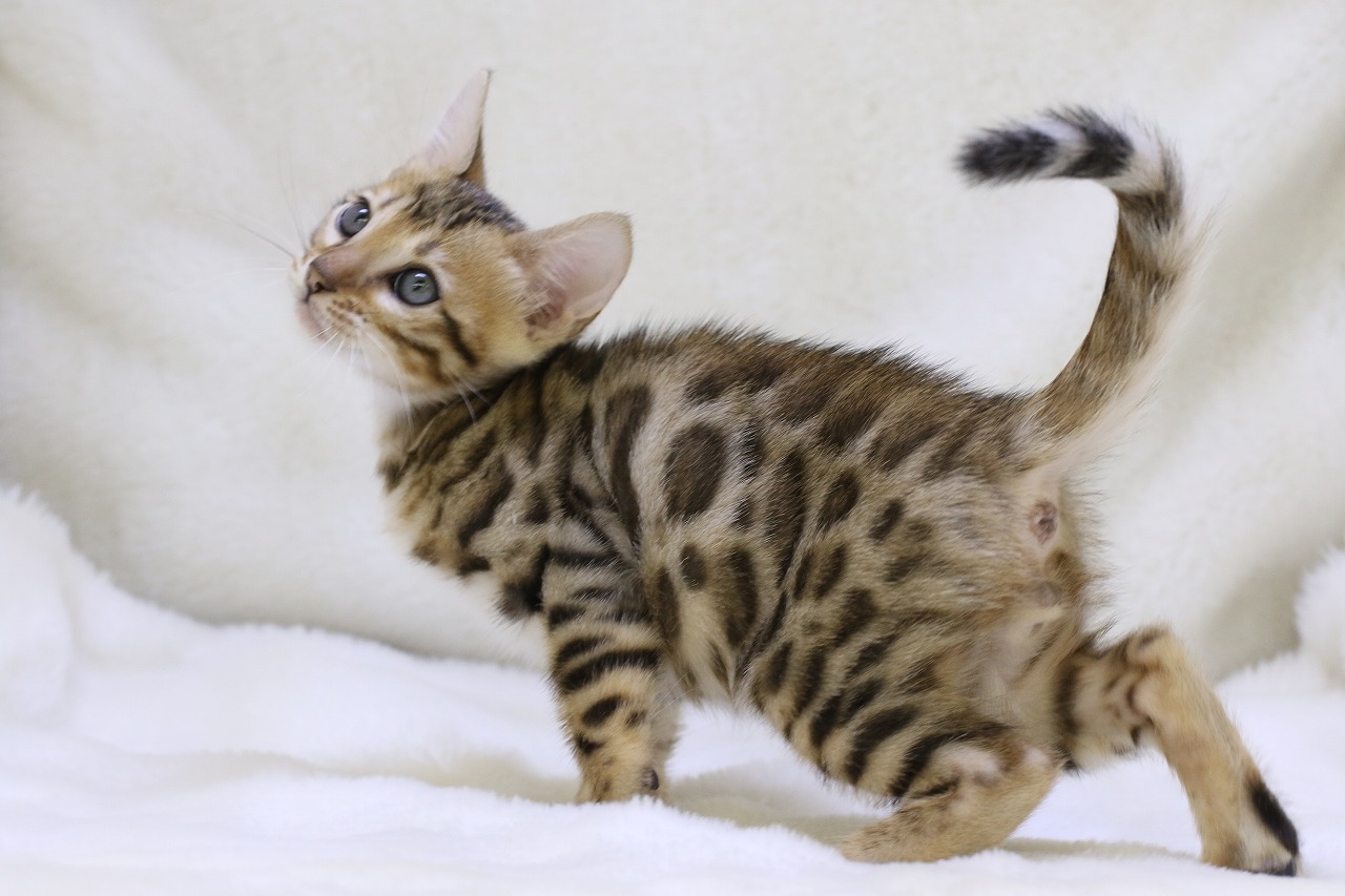 埼玉県のベンガル (かねだい草加店/2025年4月26日生まれ/男の子/ブラウンスポットタビー)の子猫