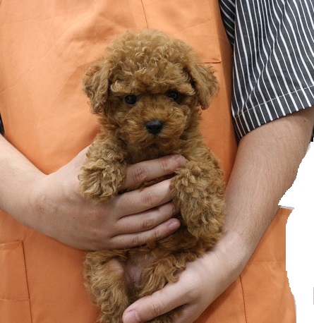 神奈川県のトイプードル(トイ) (かねだい伊勢原店/2025年4月25日生まれ/女の子/レッド)の子犬