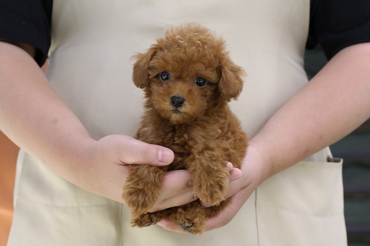 埼玉県のトイプードル(トイ) (かねだい草加店/2025年4月22日生まれ/男の子/レッド)の子犬