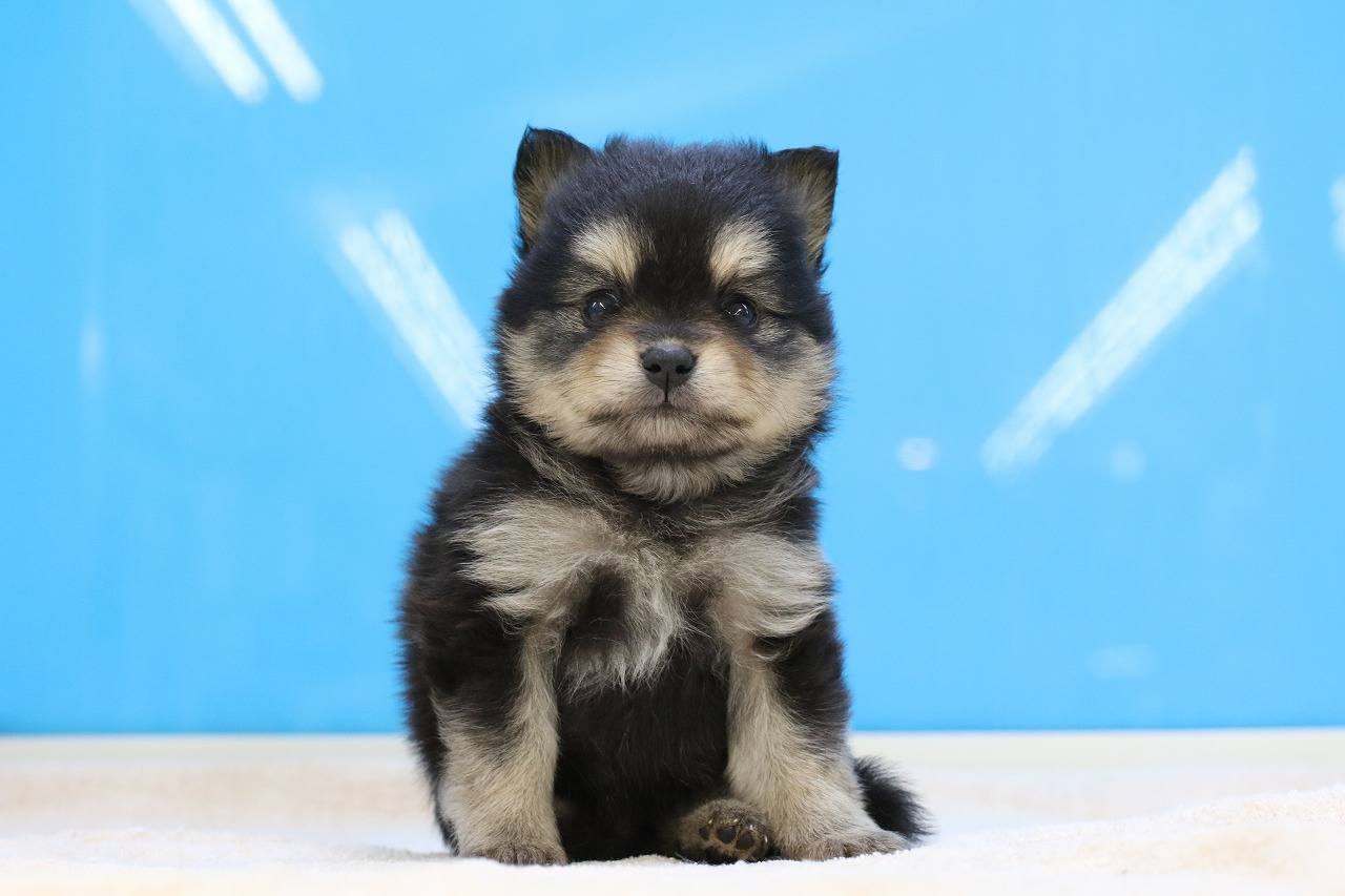 埼玉県のハーフ犬・ミックス犬 (かねだい草加店/2025年4月25日生まれ/女の子/ブラックタン)の子犬