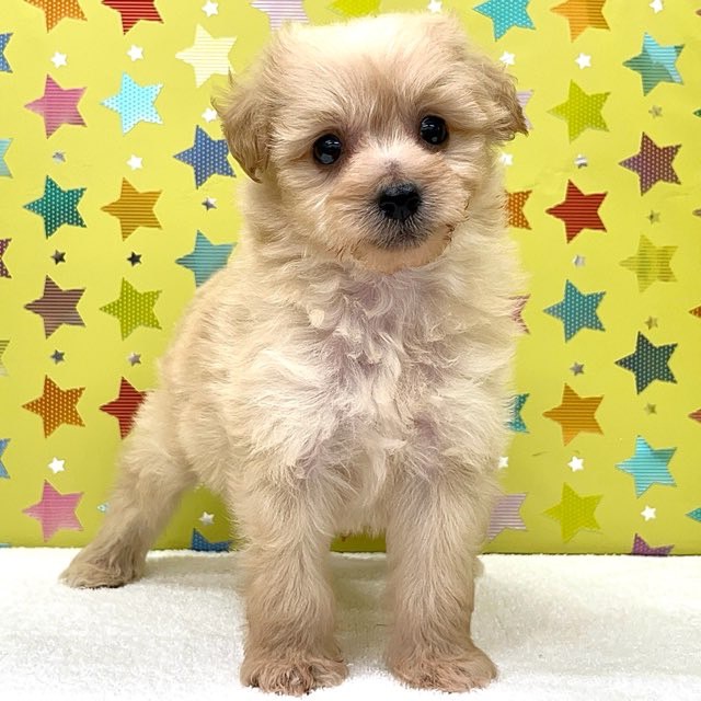 東京都のハーフ犬・ミックス犬 (かねだい足立店/2025年4月26日生まれ/女の子/クリーム)の子犬