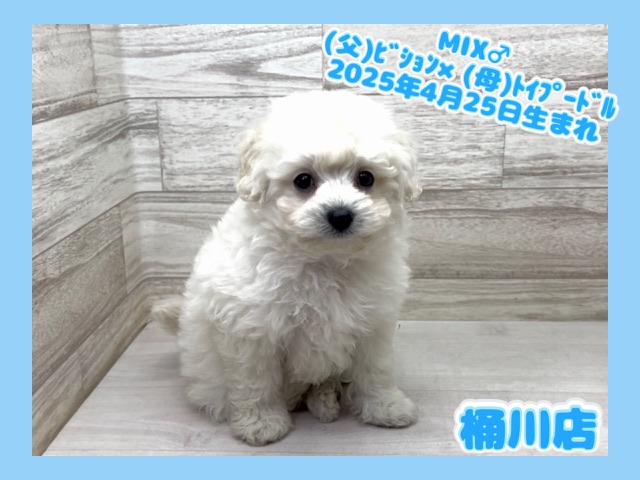 埼玉県のビションプー(ビションフリーゼ×プードル) (かねだい桶川店/2025年4月25日生まれ/男の子/その他色)の子犬