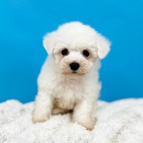千葉県のビションフリーゼ (かねだい四街道店/2025年4月27日生まれ/男の子/ホワイト)の子犬