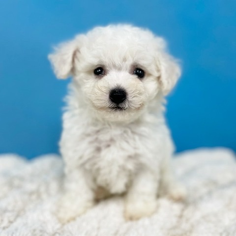 千葉県のビションフリーゼ (かねだい四街道店/2025年4月20日生まれ/男の子/ホワイト)の子犬