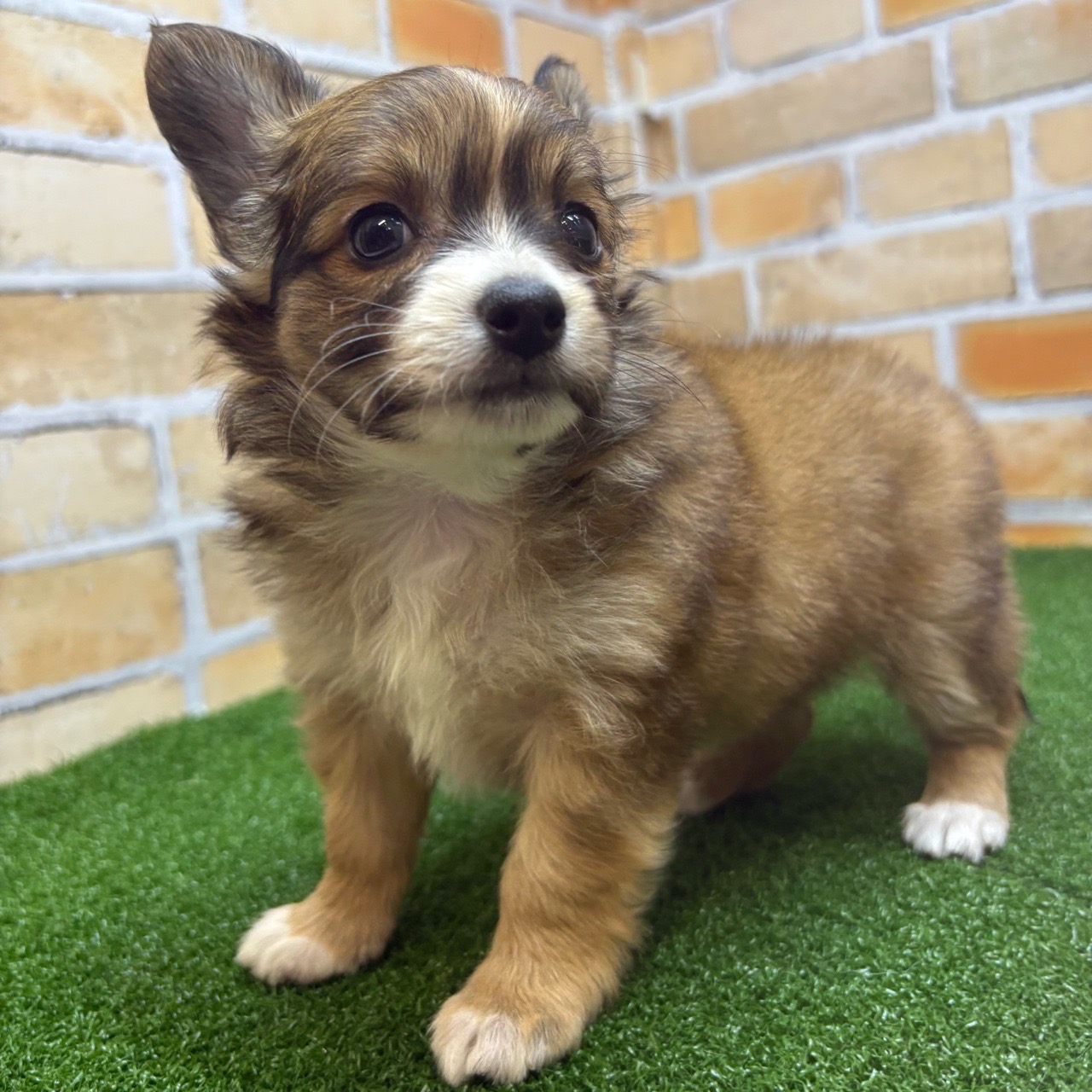 A様専用】4作品 パピヨン 犬 原画 キャンバス BAEZ3