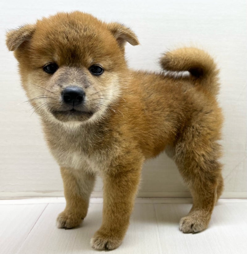 千葉県の柴犬(標準サイズ) (かねだい八千代店/2025年4月25日生まれ/男の子/赤)の子犬