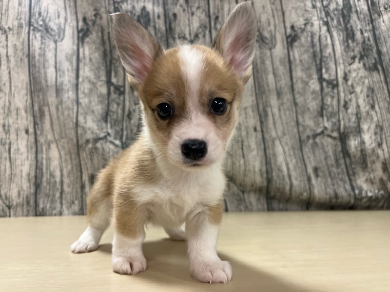 埼玉県のハーフ犬・ミックス犬 (かねだいアクアパーク店/2025年4月26日生まれ/男の子/レッドホワイト)の子犬