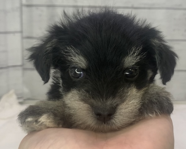 千葉県のハーフ犬・ミックス犬 (かねだい千葉店/2025年4月27日生まれ/男の子/ブラックシルバー)の子犬