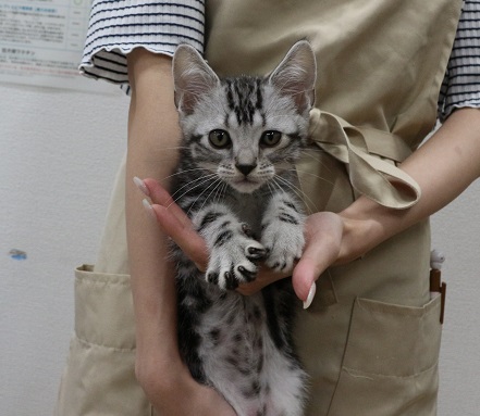 神奈川県のアメリカンショートヘアー (かねだい伊勢原店/2025年4月18日生まれ/男の子/シルバータビー)の子猫