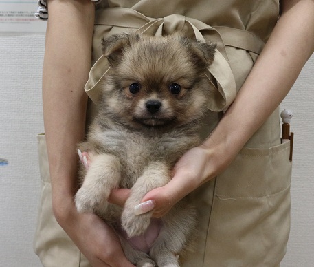 神奈川県のハーフ犬・ミックス犬 (かねだい伊勢原店/2025年4月27日生まれ/女の子/その他色)の子犬