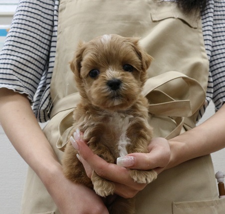 神奈川県のハーフ犬・ミックス犬 (かねだい伊勢原店/2025年4月26日生まれ/女の子/アプリコット)の子犬