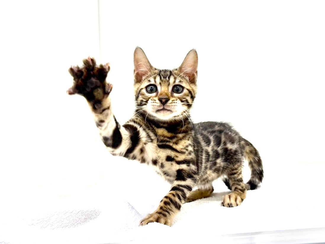 東京都のベンガル (かねだい本町田店/2025年4月25日生まれ/男の子/ブラウンスポットタビー)の子猫